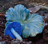 Entoloma virescens image