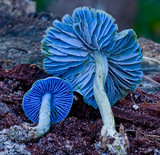 Entoloma virescens image