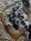 Schadonia fecunda image