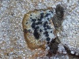 Schadonia fecunda image