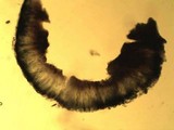 Schadonia fecunda image