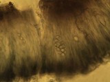 Schadonia fecunda image