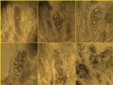 Schadonia fecunda image