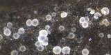 Arachnopeziza aurata image