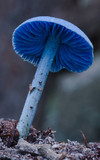 Entoloma virescens image