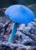 Entoloma virescens image