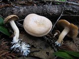 Clitocybe albirhiza image