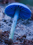 Entoloma virescens image