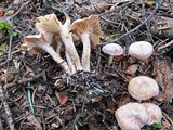 Clitocybe albirhiza image