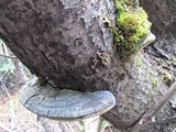 Phellinus igniarius image