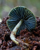 Entoloma virescens image