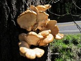 Pleurotus populinus image