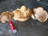 Pleurotus populinus image