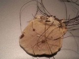 Trametes pubescens image