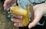 Suillus fuscotomentosus image