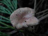 Aphroditeola olida image