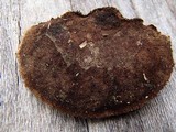 Hexagonia hydnoides image