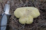 Cantharocybe gruberi image