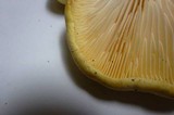 Cantharocybe gruberi image