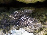 Thelopsis isiaca image