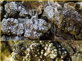 Thelopsis isiaca image