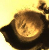 Thelopsis isiaca image