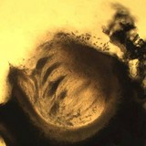 Thelopsis isiaca image
