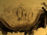 Thelopsis isiaca image
