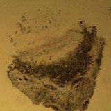 Thelopsis isiaca image