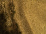Thelopsis isiaca image
