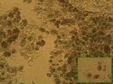 Thelopsis isiaca image