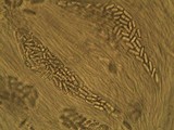 Thelopsis isiaca image