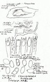 Coniophora puteana image