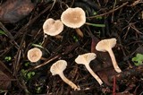 Clitocybe trulliformis image