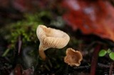 Clitocybe trulliformis image