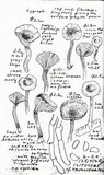 Clitocybe trulliformis image
