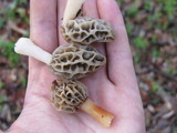 Morchella diminutiva image