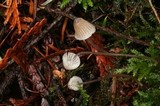 Mycena cinerella image