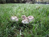 Agaricus californicus image