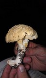 Leucopaxillus albissimus image