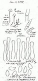 Galerina jaapii image