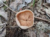 Discina ancilis image