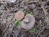 Discina ancilis image