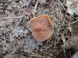 Discina ancilis image