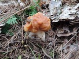 Gyromitra korfii image