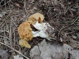 Gyromitra korfii image