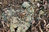 Cladonia cariosa image