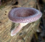 Panus neostrigosus image