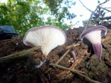 Panus neostrigosus image