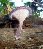 Panus neostrigosus image
